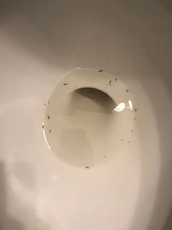 drain_worms_in_toilet_bowl.jpeg