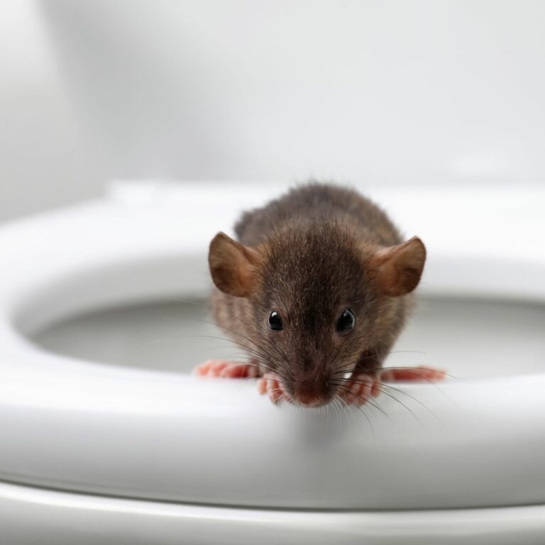 rat_on_toilet_bowl.jpeg